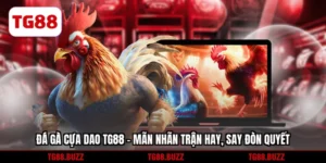 Đá gà cựa dao