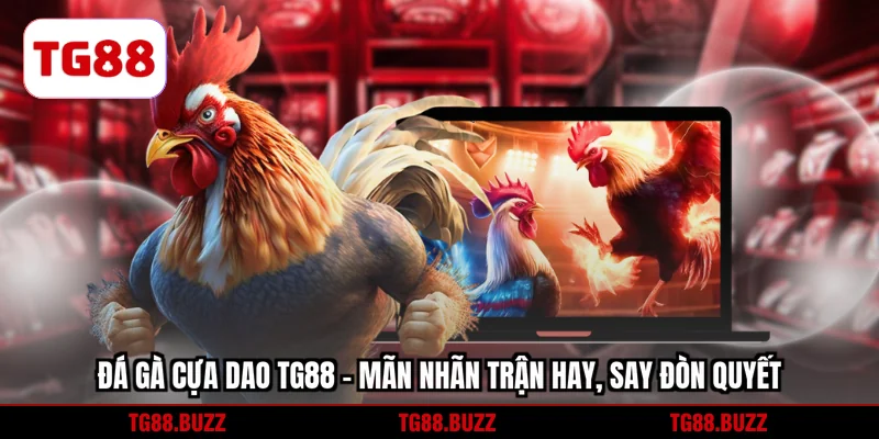 Đá gà cựa dao