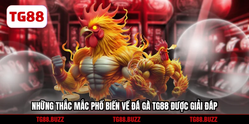 Những thắc mắc phổ biến về đá gà TG88 được giải đáp
